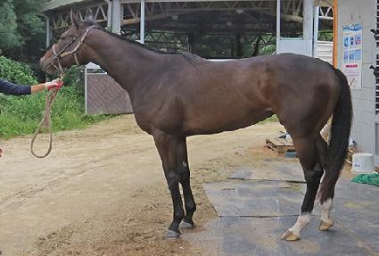 �Ұ����巹 ����