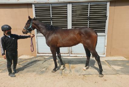 ���彺Ÿ ����