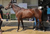 �׷�ƼƩ�� (GRATITUDE) ����