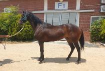 ��彺�� (WOODSTUCK) ����