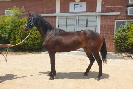 ��彺�� ����