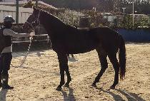 ��ȥƯ�� (TUHON TEUKGEUP) ����