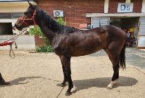 SEONGSIL STAR picture