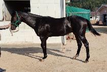 ��Ÿ�帲 (ZETTA DREAM) ����