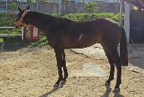 �������� (SPO BULPAE) ����