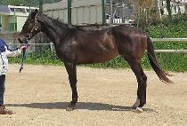 ��������̵� (LEMON BLADE) ����