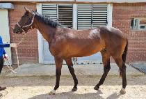 ������� (LEMON BULPAE) ����