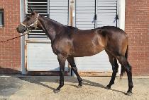 ��ī�̸���ƾ (SKY MOUNTAIN) ����