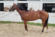 �����ǿ��̽� (YEONGGWANGUI ACE) ����