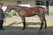 ����ϺҸ� (SARYEONI BULLET) ����