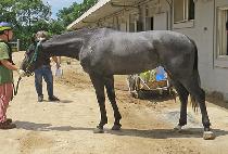 ��Ű��� (LUCKY HONEY) ����