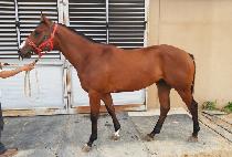 ���巹���� (WORLD LEGEND) ����