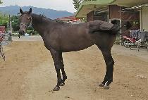 ���ǰ��� (HAPPY GO GO ) ����