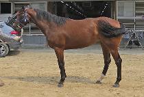 ����ȣ�� (HAMPYEONG HOPE) ����