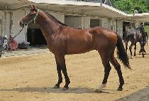 �ƽ��� (MAX MA) ����