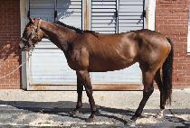 �Ѽֺ극�� (HANSOLBRAIN) ����