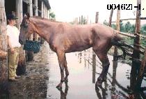 �۷θ��� (GLORIA) ����