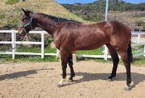 �Ƹ�ũ���罺 (ARCTURUS) ����