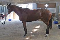 �Ƴʷ��� (HONOR ROSE) ����