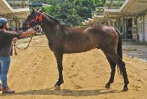 ��ƶ󰡰� (SOARA GAGA) ����