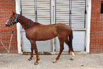 ���̿������� (KF OGONG) ����