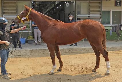 ����Ʈ�轺 ����