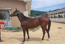 ����ũ��� (THUNDER CROWN) ����