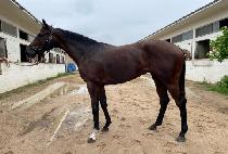 ���� (NARAE) ����