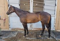 �������� (SAVAGE GIRL) ����