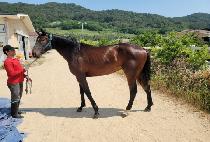 ����ŷ���� (I��M KING IJI) ����