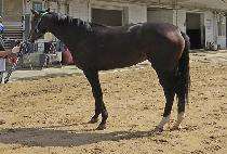 ���õ (YONGBICHEON) ����