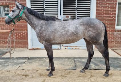 ¥�����̼��� ����