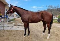 Į���� (KALJABI) ����