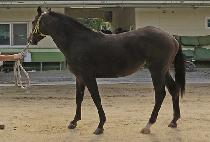 �Ŀ�Ǯ���� (POWERFUL VISION) ����