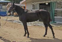 HAENGUN BARAM picture