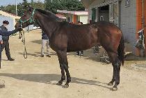 CHOICE MASTER picture