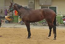 �����轺 (YOUNGYOUNG SOCKS) ����