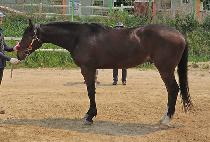 �ָ�õ�� (JUMONG CHEONHA) ����