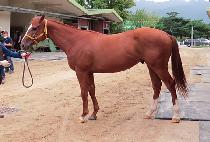 ��Ķ�� (MACALLAN) ����