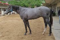 ���Ǻ�Ȱ (SINUI BUHWAL) ����