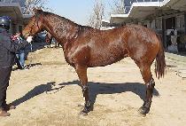 DOSIEUI BARAM picture