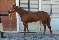 �����罺�� (RED JASPER) ����