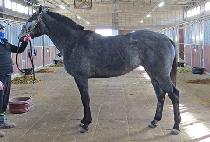 ������ (GYPSY QUEEN) ����