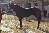 �ú���Ʈ (ALLBEST) ����