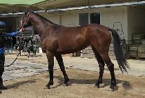 APGUJEONG CHITA picture