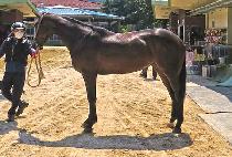 �����۽�Ʈ (DONGHAENG FIRST) ����