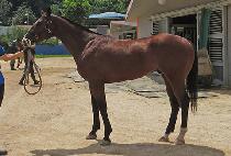 �帲���� (DREAM WINDY) ����