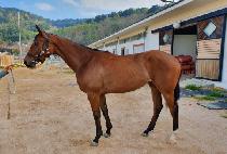 ������� (REMEMBER ME) ����