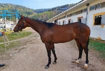 ������Ŀ (WIND TALKER) ����