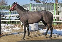 ����ȣ�ǹ� (HI HO SILVER) ����